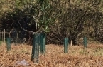 Plantação de árvores na Via Guilherme Ricca Gonçalves